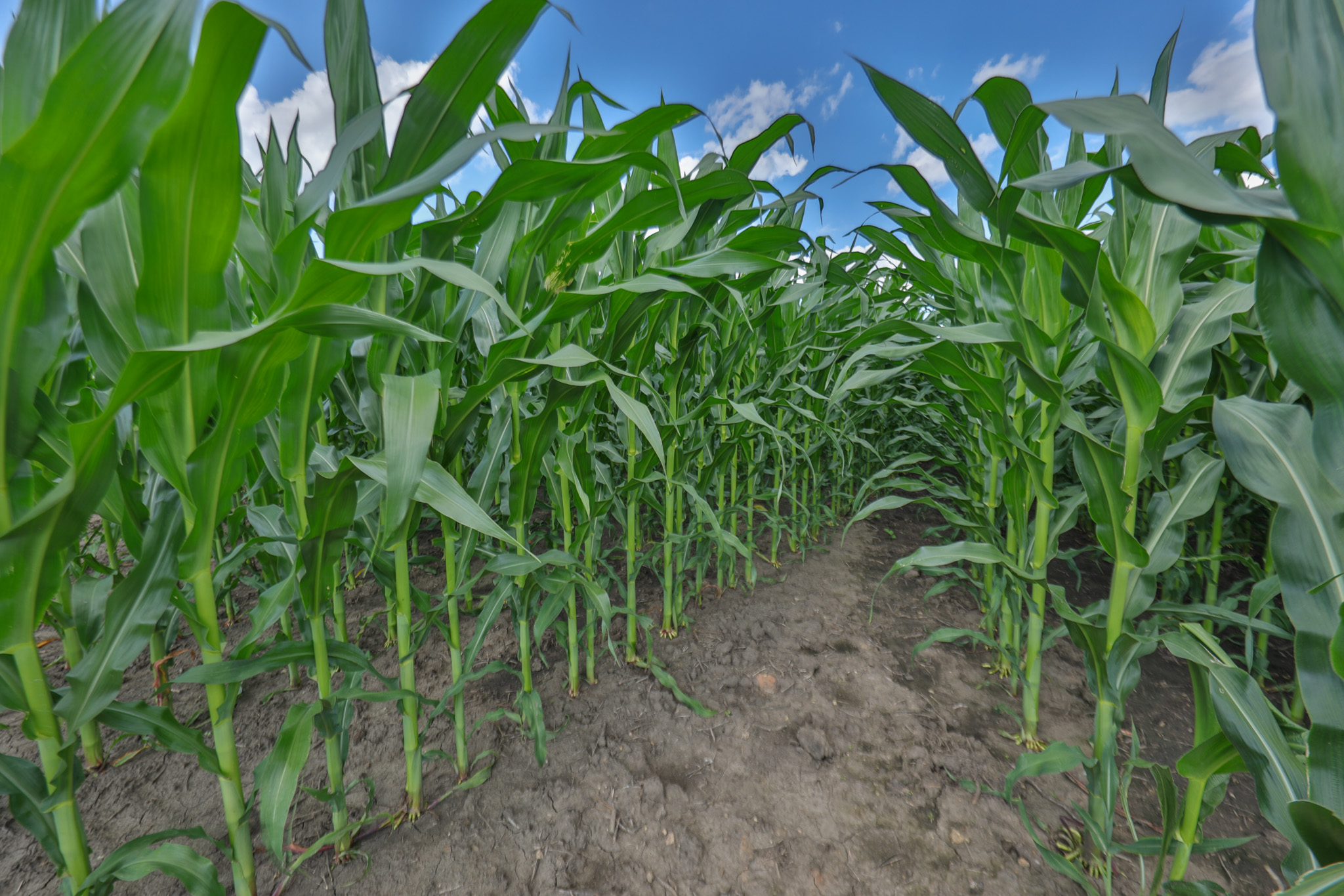 Historic 306-Acre Legacy Farm in Iowa County, Wisconsin