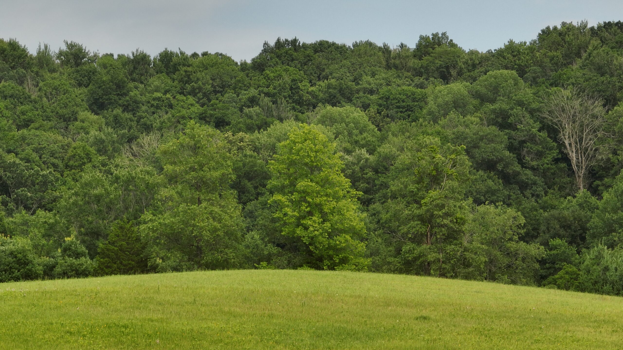 Recreational Land for Sale in Hillsboro, WI – 50.90 Acres of Scenic Wilderness in Vernon County