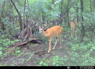 71.8-Acre Heavily Wooded Hunting Parcel with 4,500 Ft of St. Francis River Frontage
