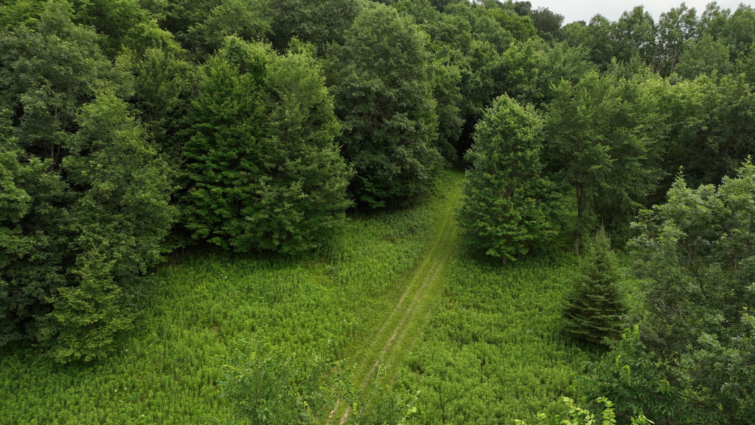 Recreational Land for Sale in Hillsboro, WI – 50.90 Acres of Scenic Wilderness in Vernon County