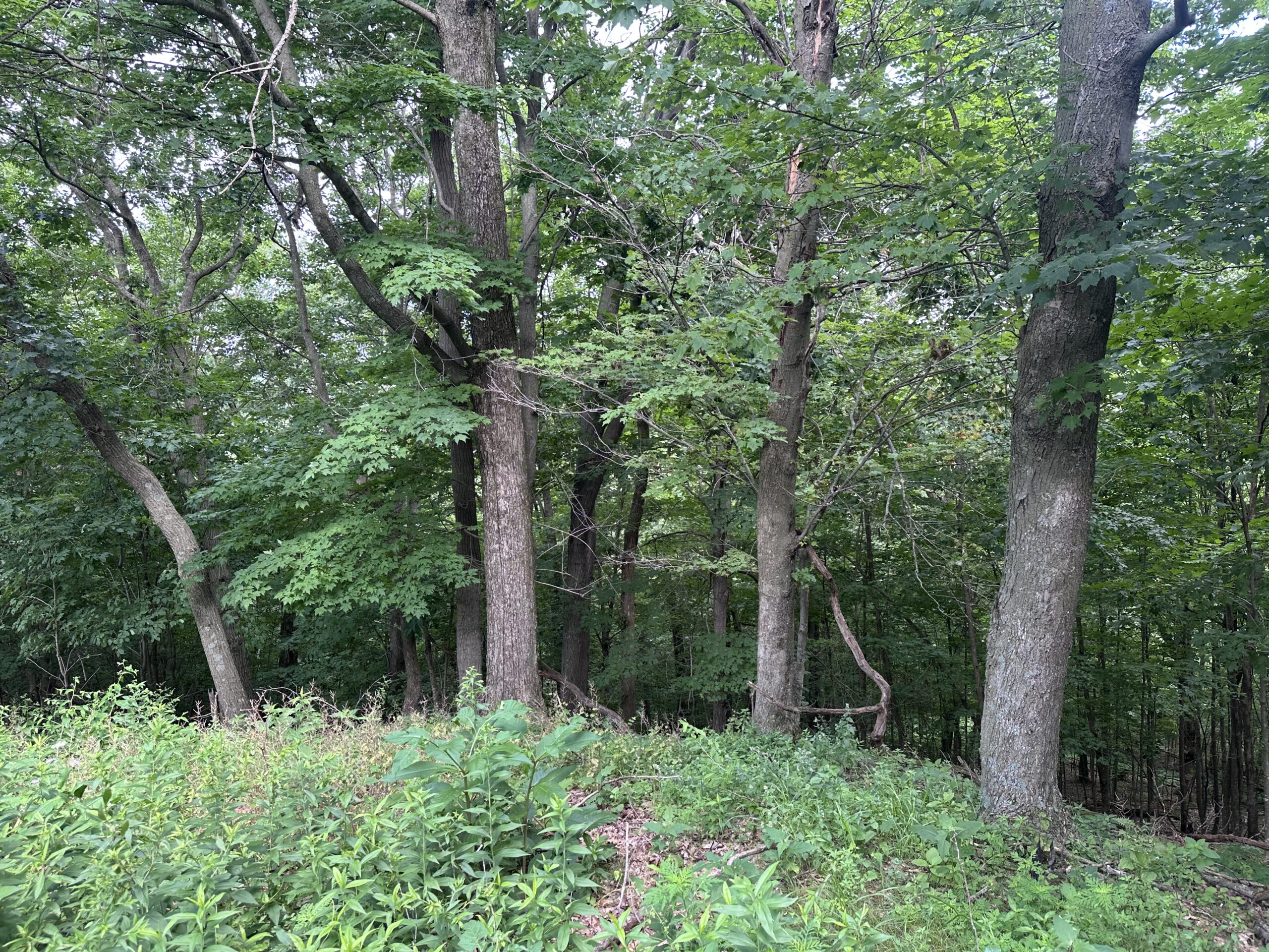 Recreational Land for Sale in Hillsboro, WI – 50.90 Acres of Scenic Wilderness in Vernon County