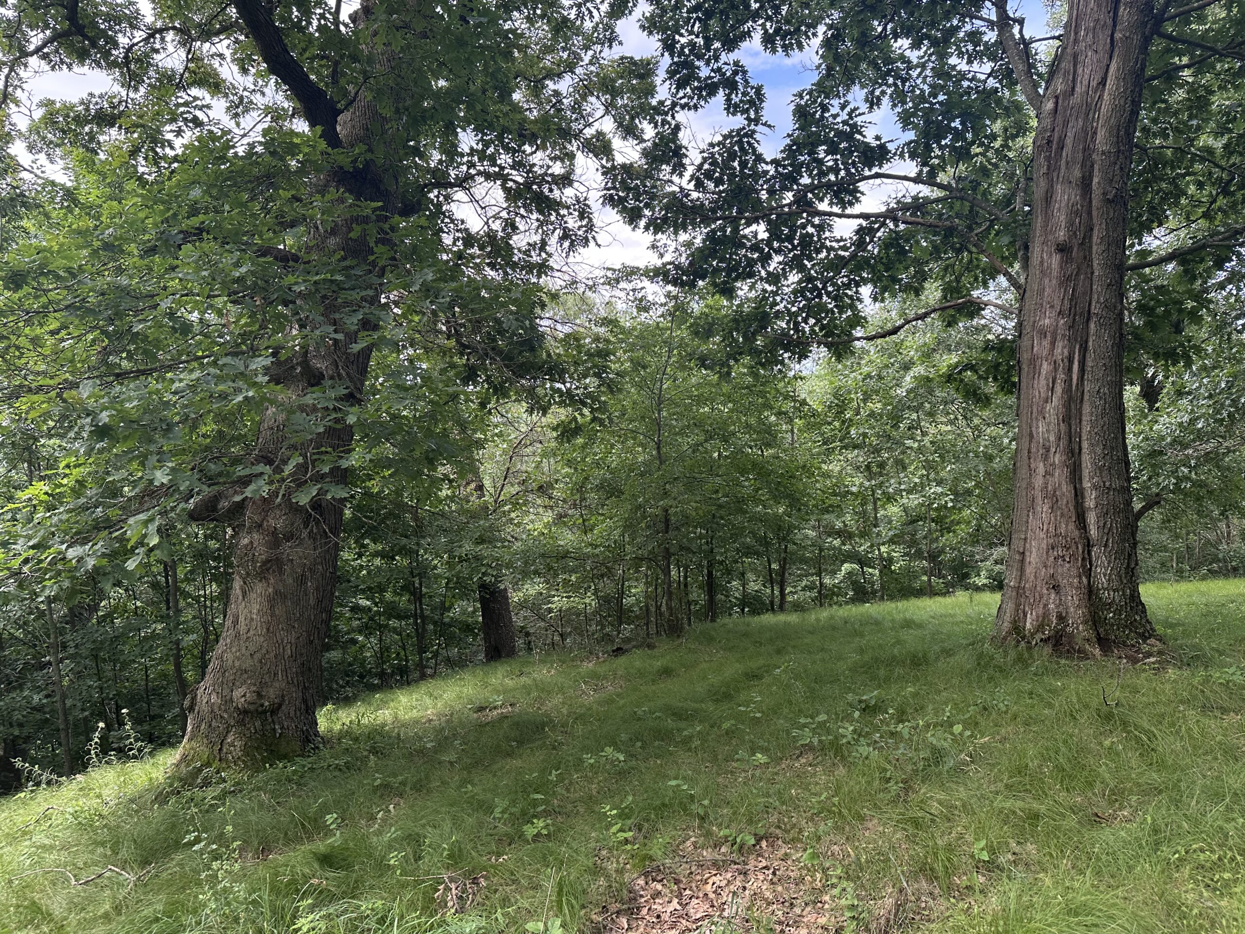 Recreational Land for Sale in Hillsboro, WI – 50.90 Acres of Scenic Wilderness in Vernon County