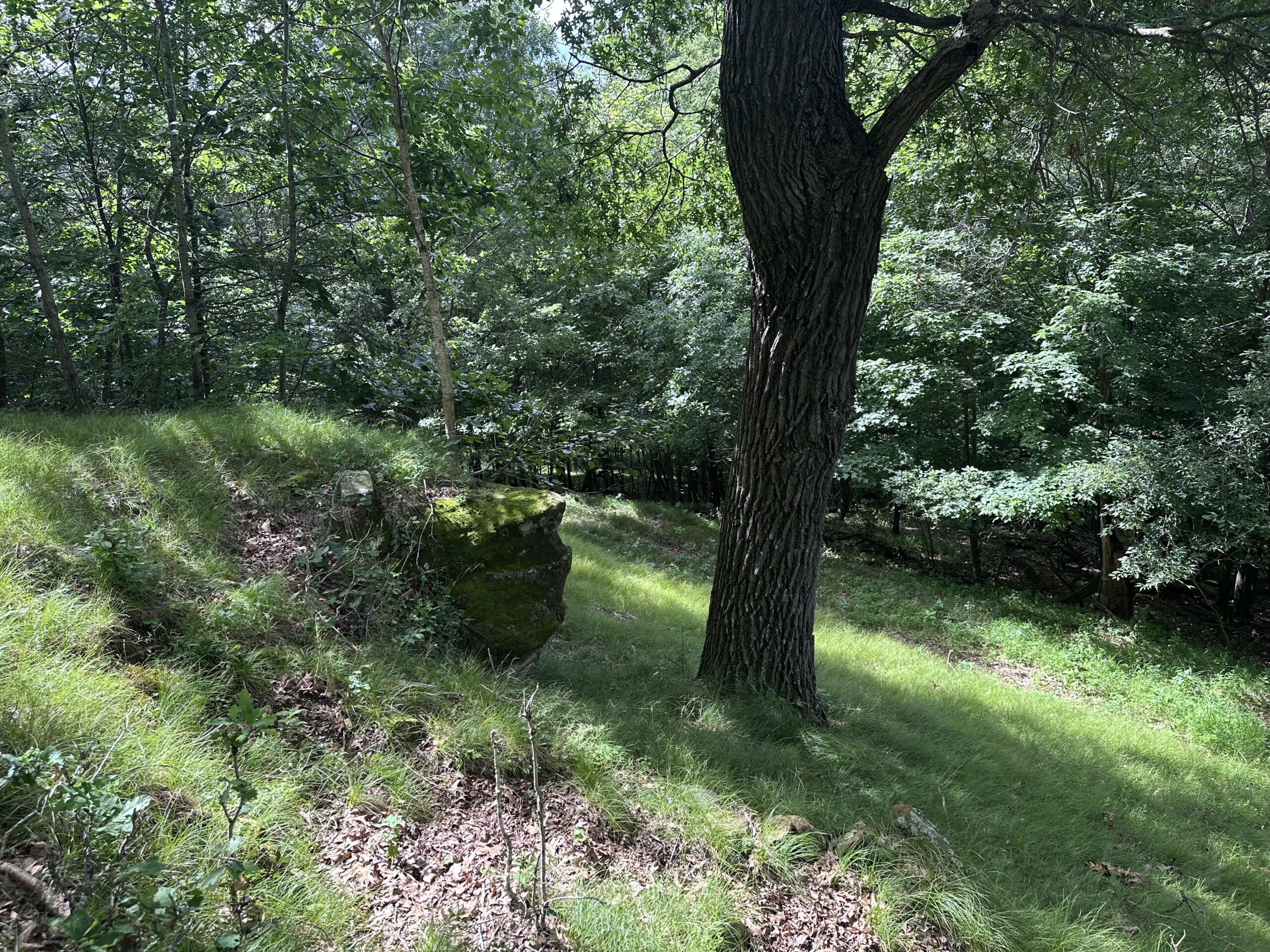 Recreational Land for Sale in Hillsboro, WI – 50.90 Acres of Scenic Wilderness in Vernon County