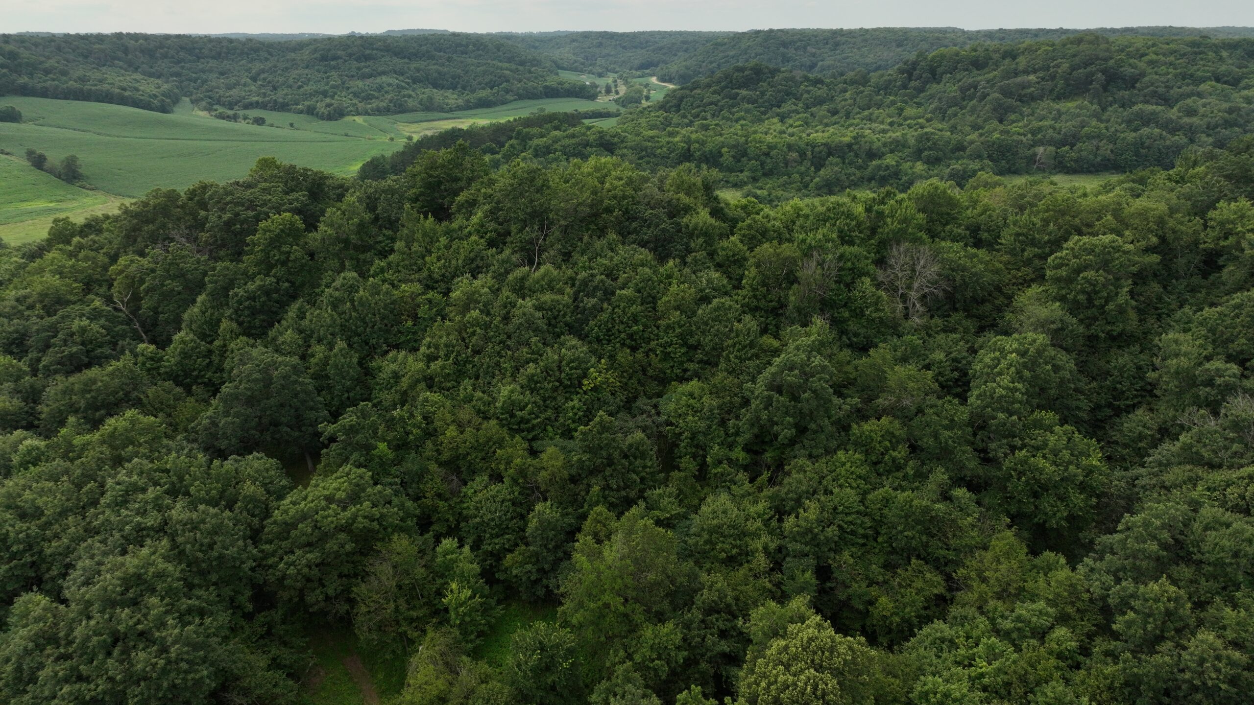 Recreational Land for Sale in Hillsboro, WI – 50.90 Acres of Scenic Wilderness in Vernon County