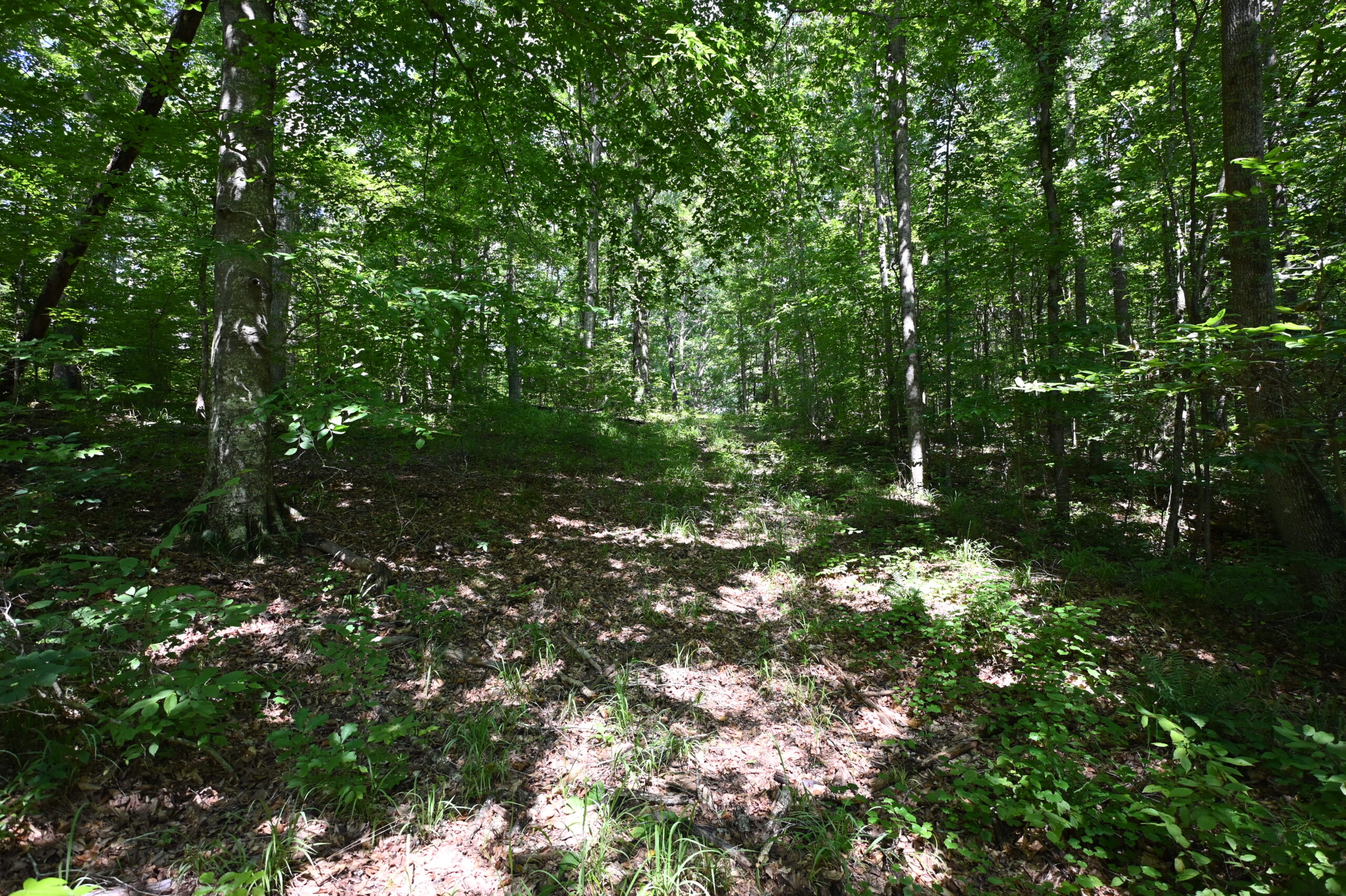 53± Acres for Sale in Decaturville, Tennessee