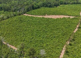 Small Hunting Tract FOR SALE in Amite County, MS