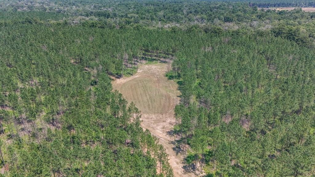 Amite County Hunting Land – The Winding 41