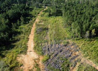 Gloster MS Hunting & Investment Land for Sale – 84 Acres