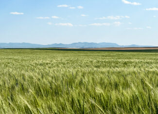 Golden Triangle Farm & Ranch in Hill County, Montana