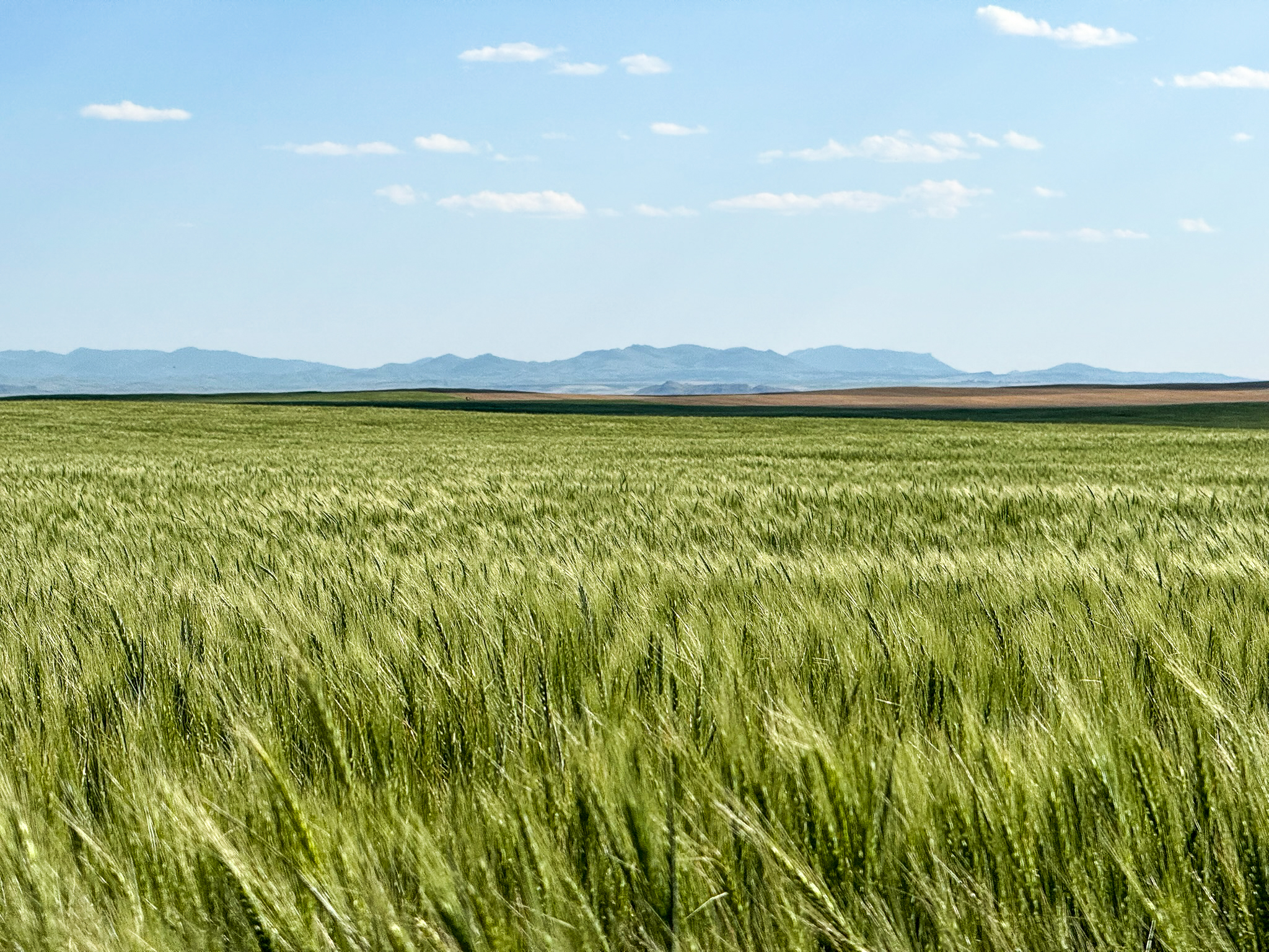 Golden Triangle Farm & Ranch in Hill County, Montana