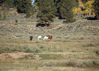 155 Acres of Hunting and Recreation Land in CO