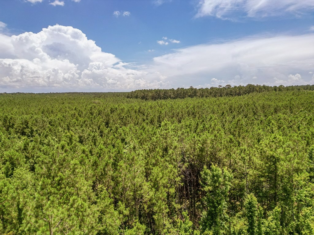 Land for Sale in Amite County, MS