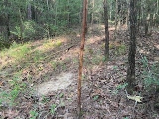 Small Hunting Tract FOR SALE in Amite County, MS