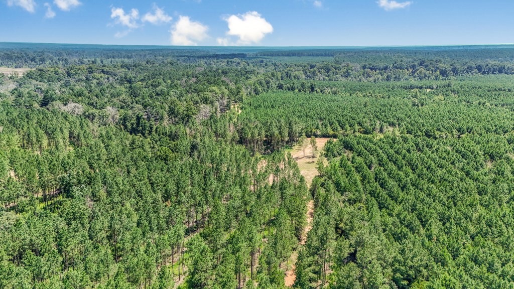 Amite County Hunting Land – The Winding 41