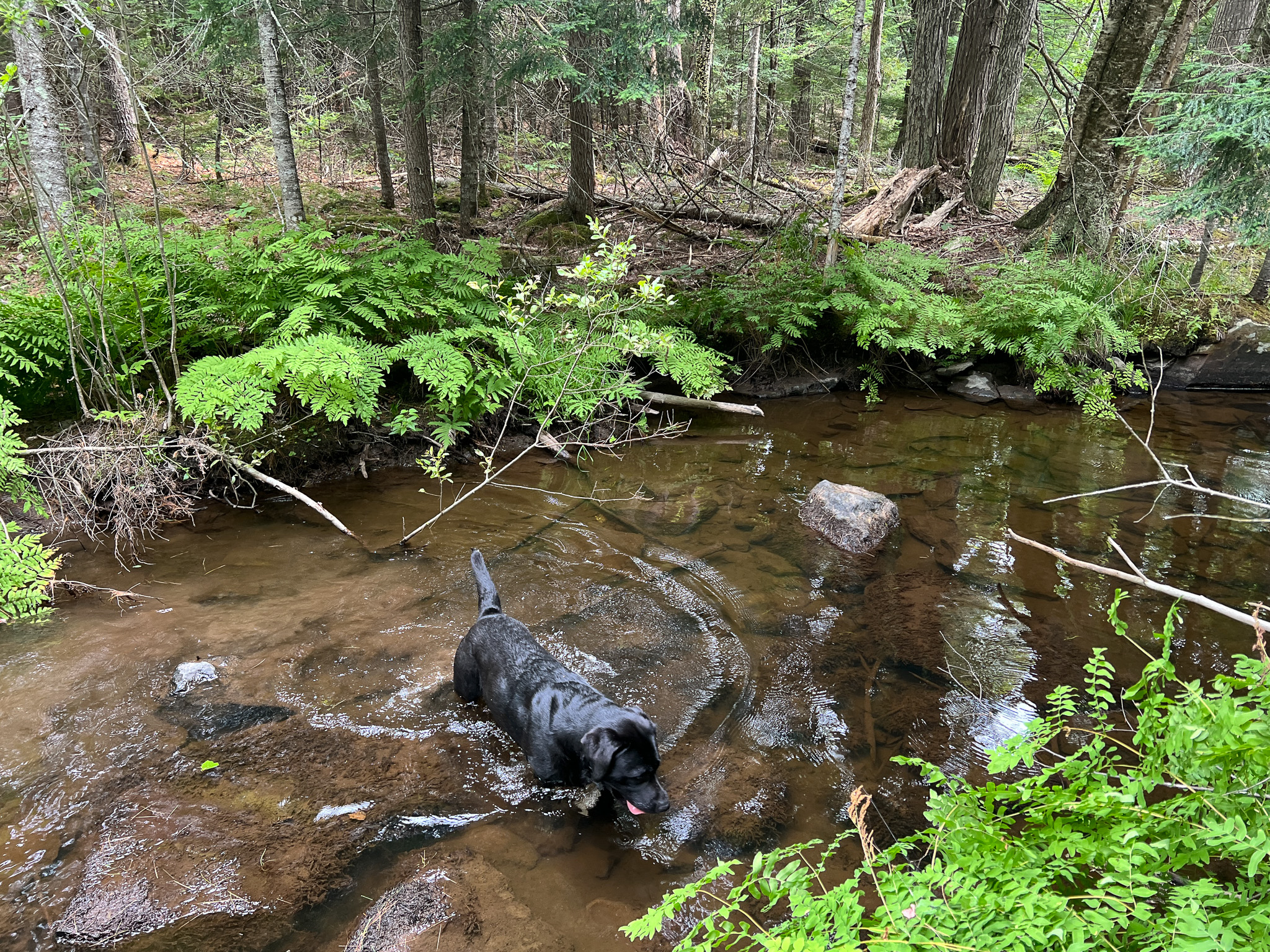 35± Acres with 1500 feet on the Brook