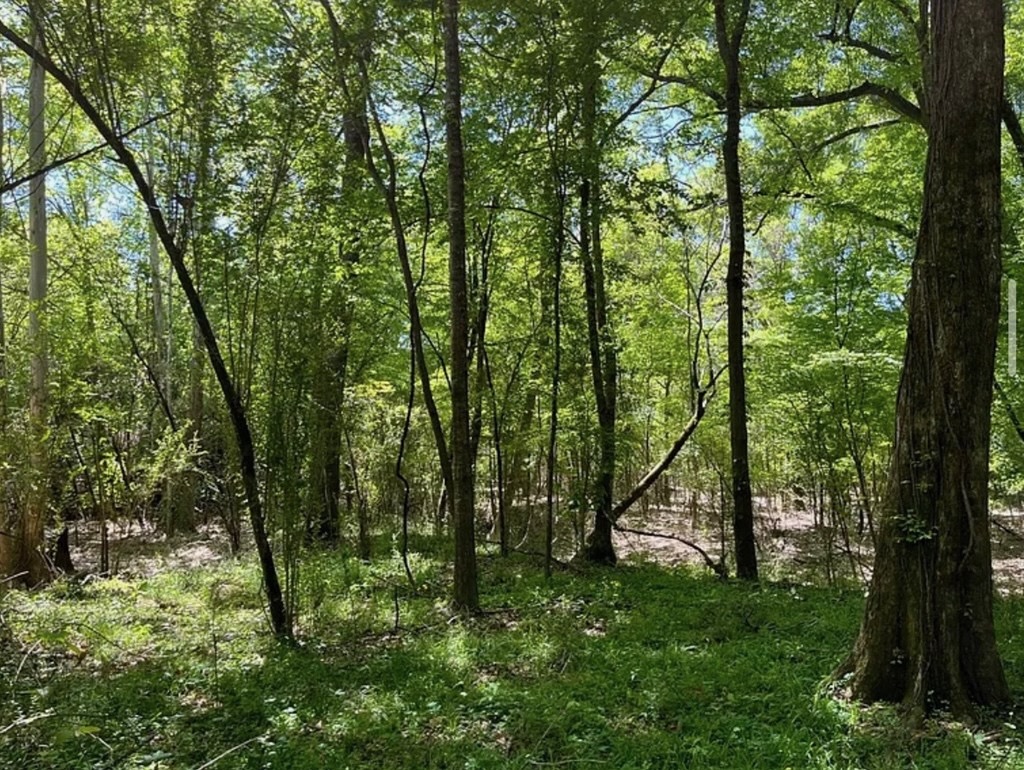 Hunting Land for Sale Near Gloster, Mississippi