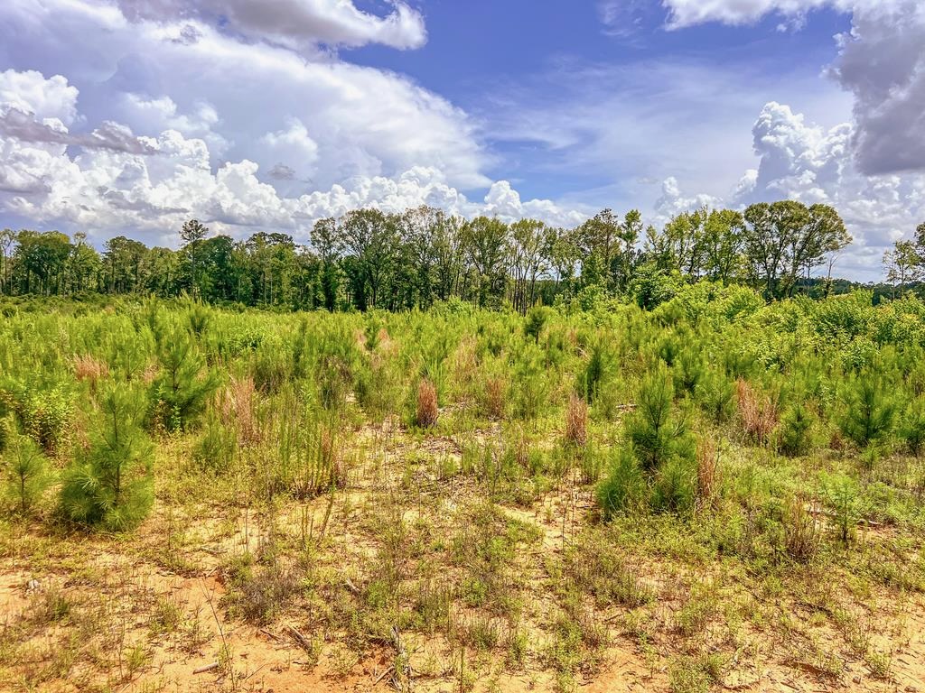 Land for Sale in Amite County, MS