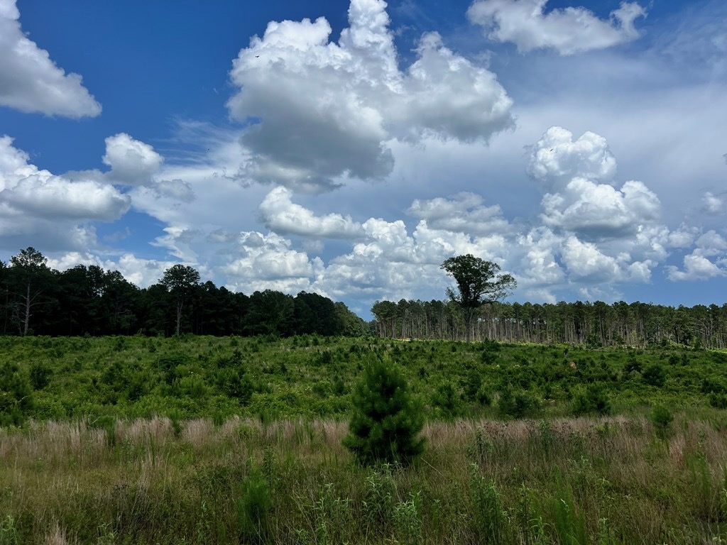 Land for Sale in Amite County, MS