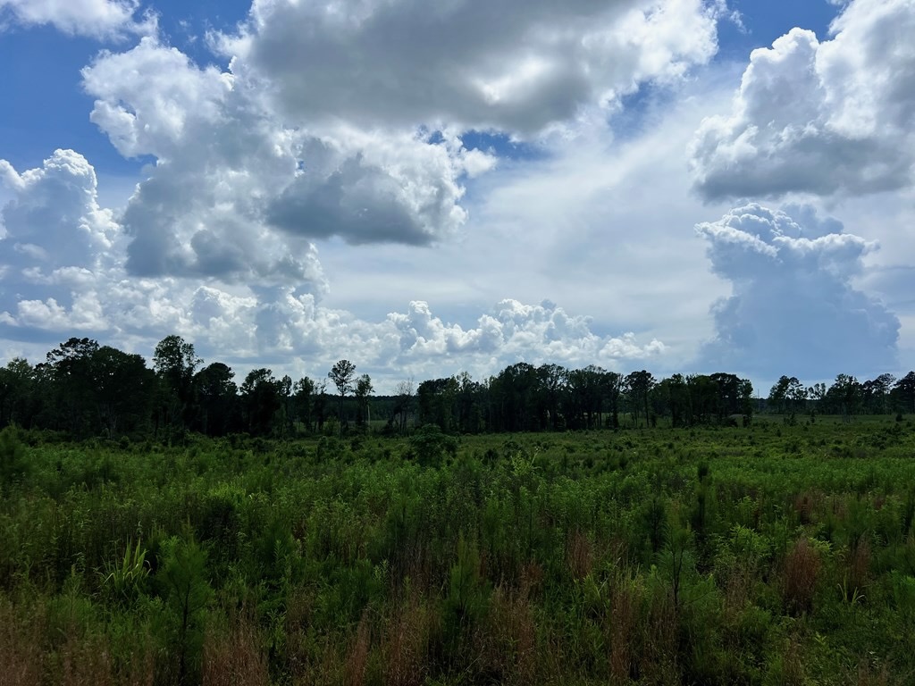 Land for Sale in Amite County, MS