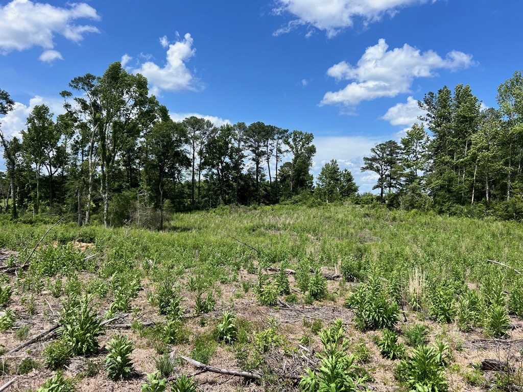 Land for Sale in Amite County, MS