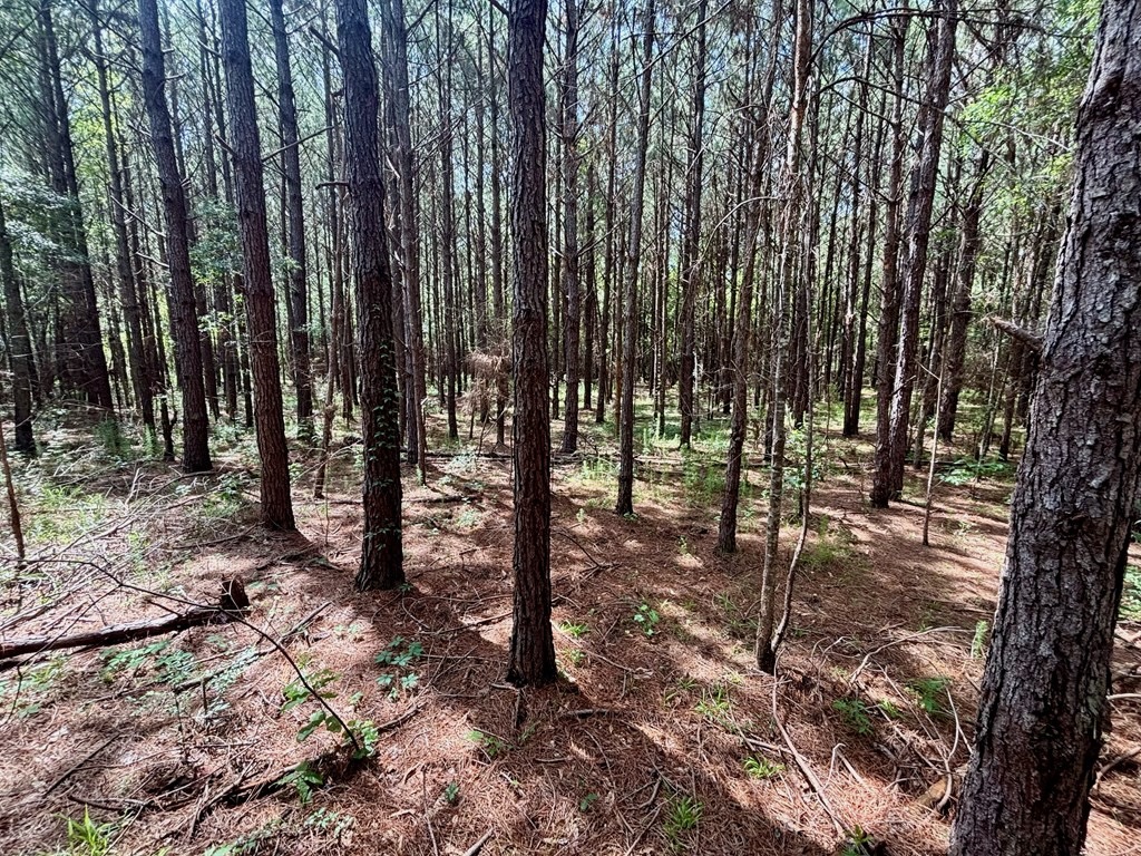 Land for Sale in St. Helena Parish, Louisiana