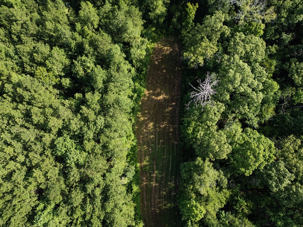 Hunting Land in Woodville, MS – 125 Acres for Sale