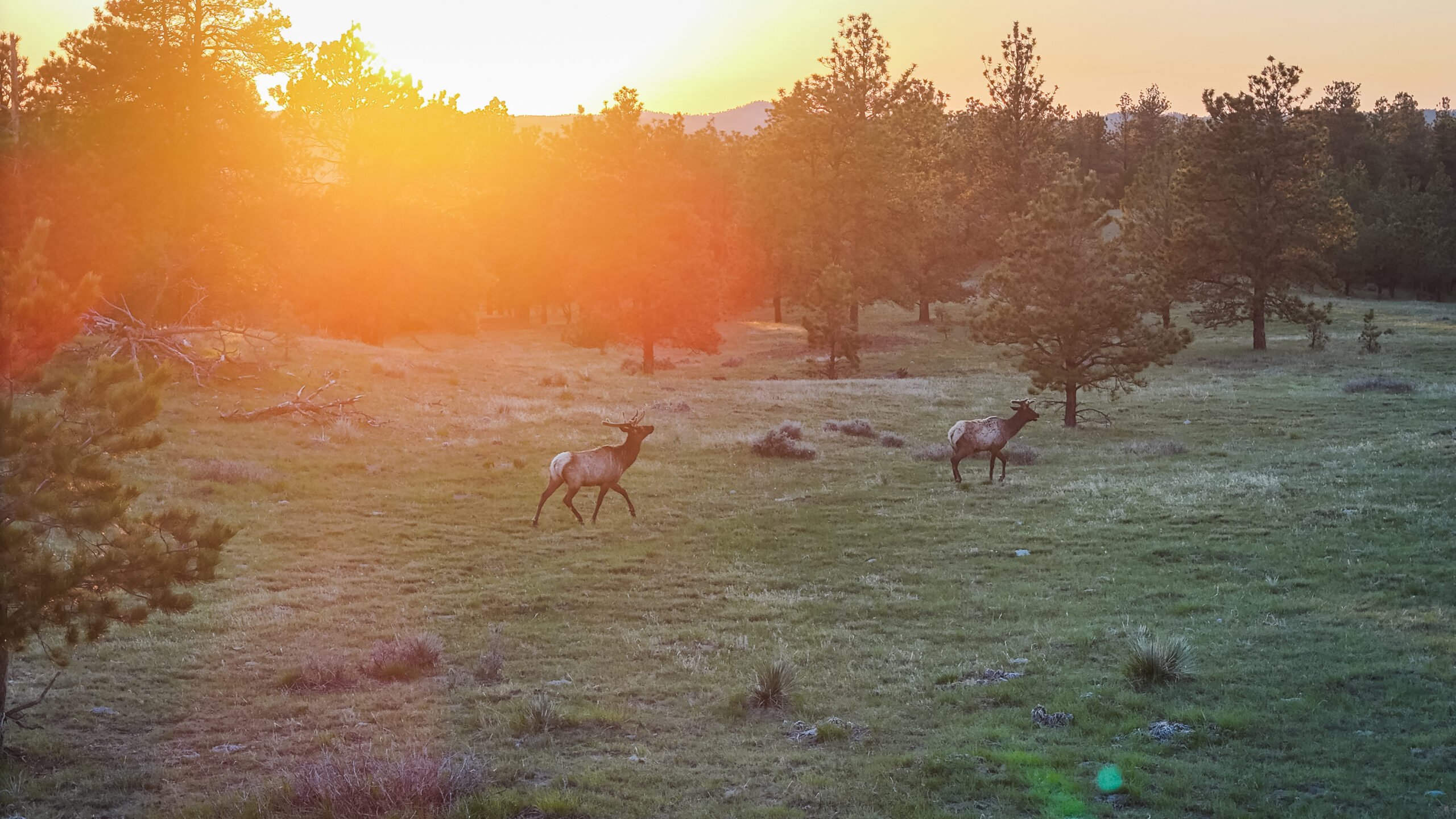 Buffalo Creek Ranch