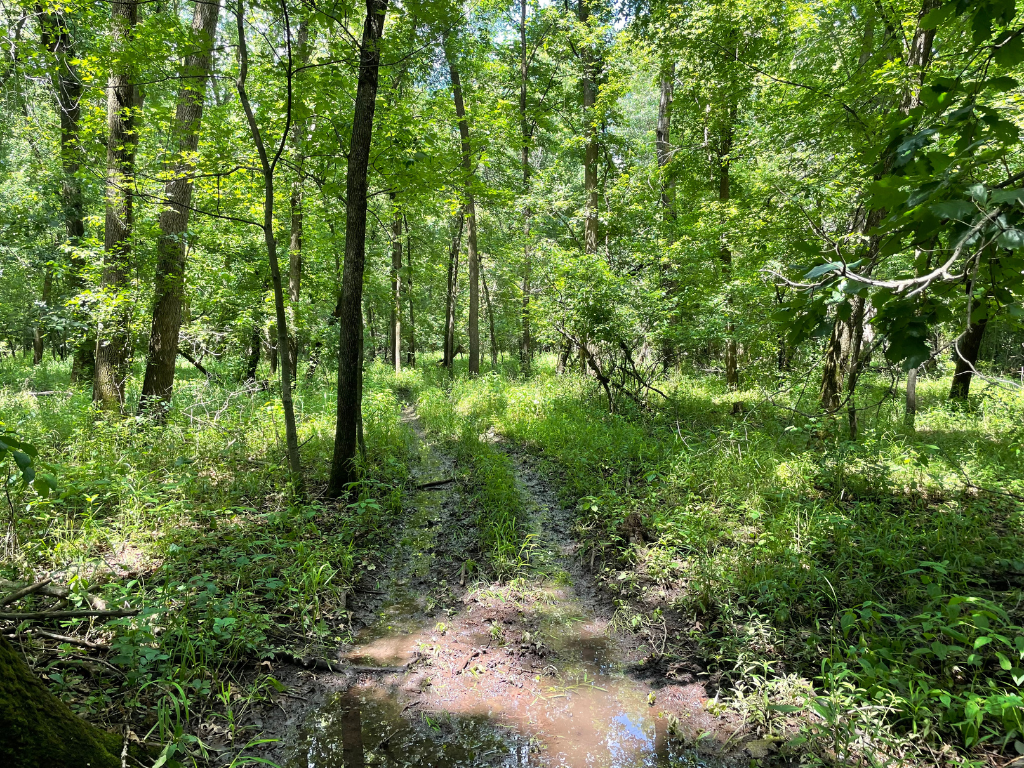 71.8-Acre Heavily Wooded Hunting Parcel with 4,500 Ft of St. Francis River Frontage