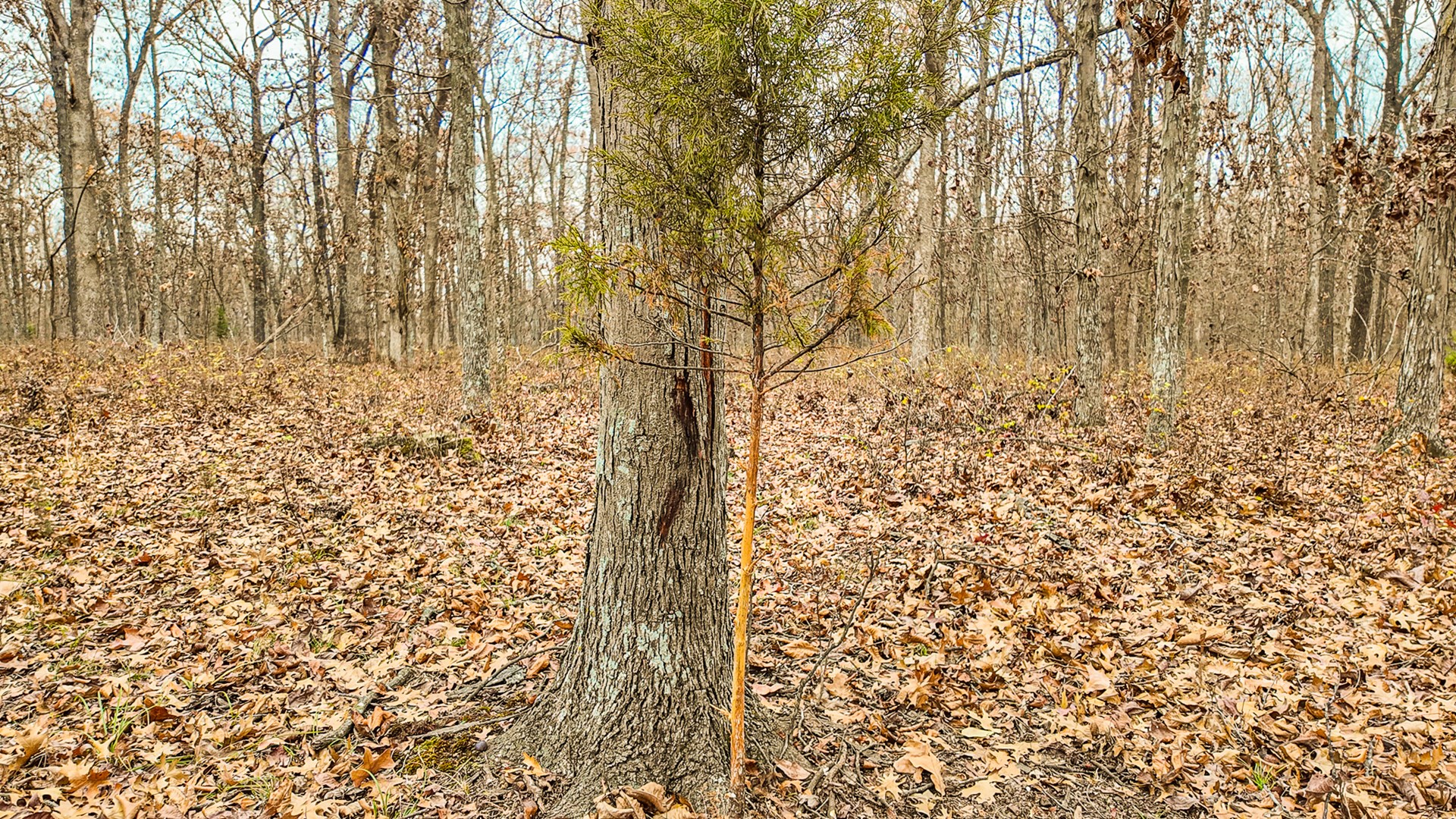 293 +/- acre hunting property for sale Lowry City MO