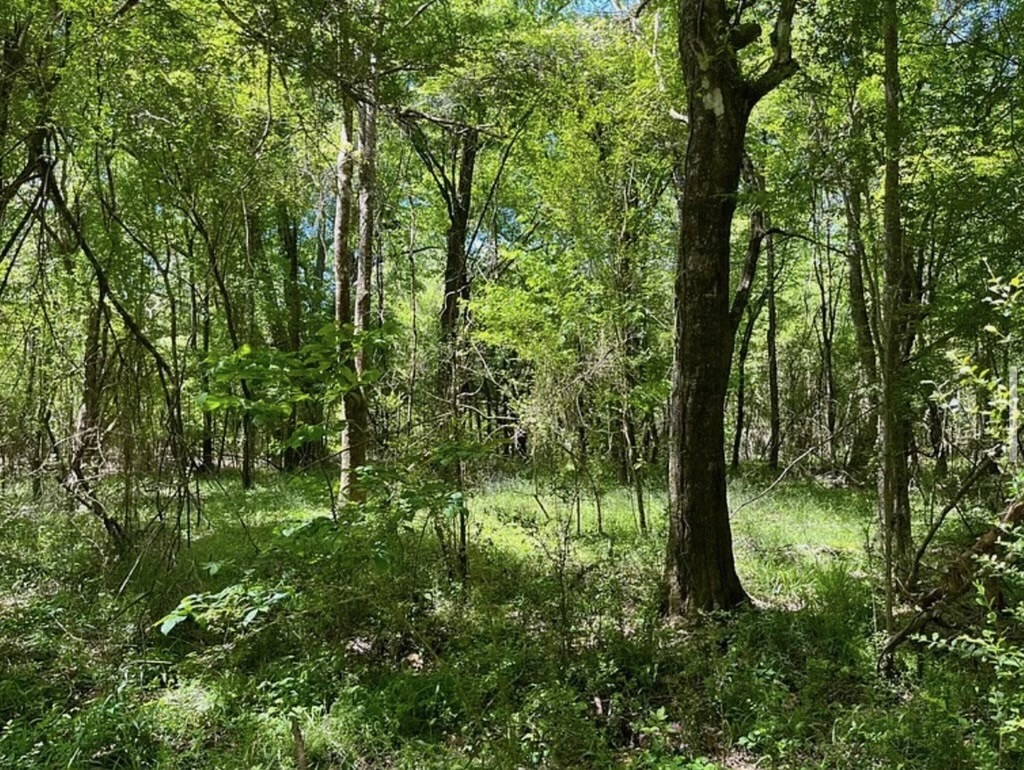 Hunting Land for Sale Near Gloster, Mississippi