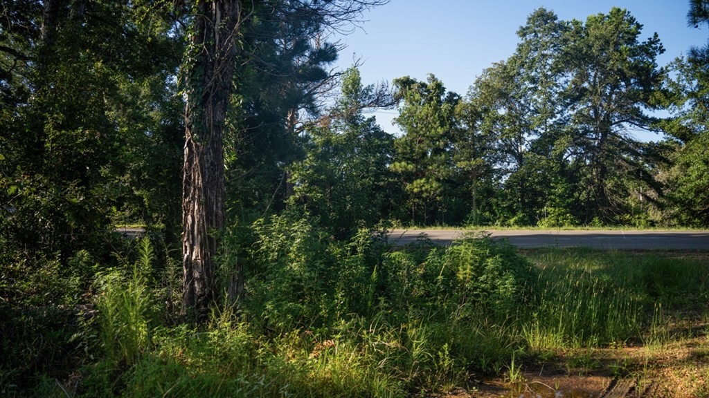 Gloster MS Hunting & Investment Land for Sale – 84 Acres