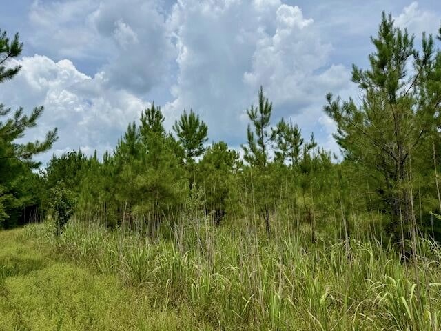 67 Acres For Sale Lawrence County MS