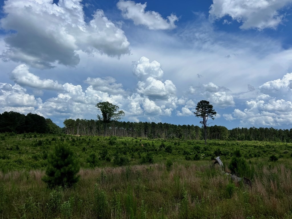 Land for Sale in Amite County, MS