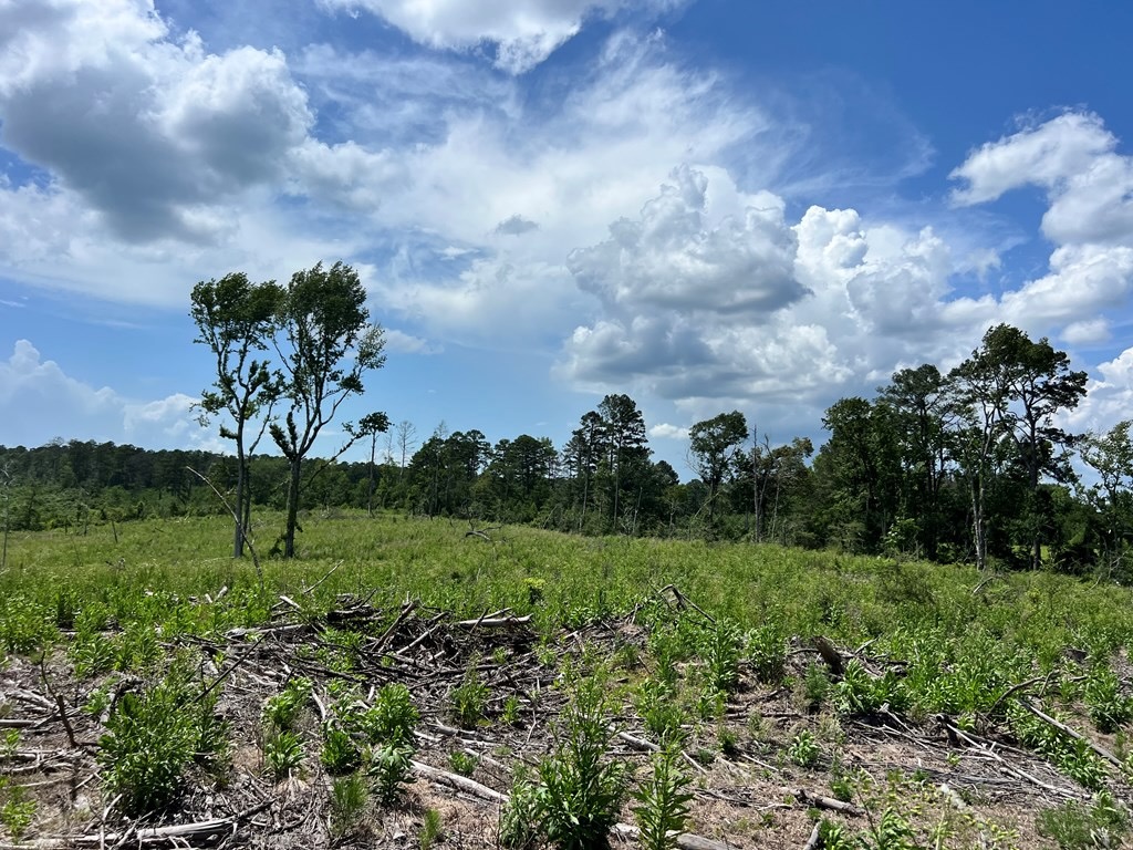 Land for Sale in Amite County, MS