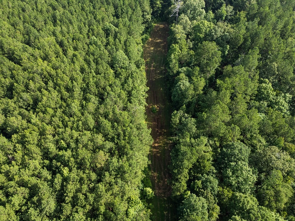 Hunting Land in Woodville, MS – 125 Acres for Sale