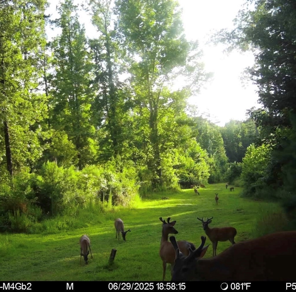 Hunting Land in Claiborne County, MS – The Reagan Tract