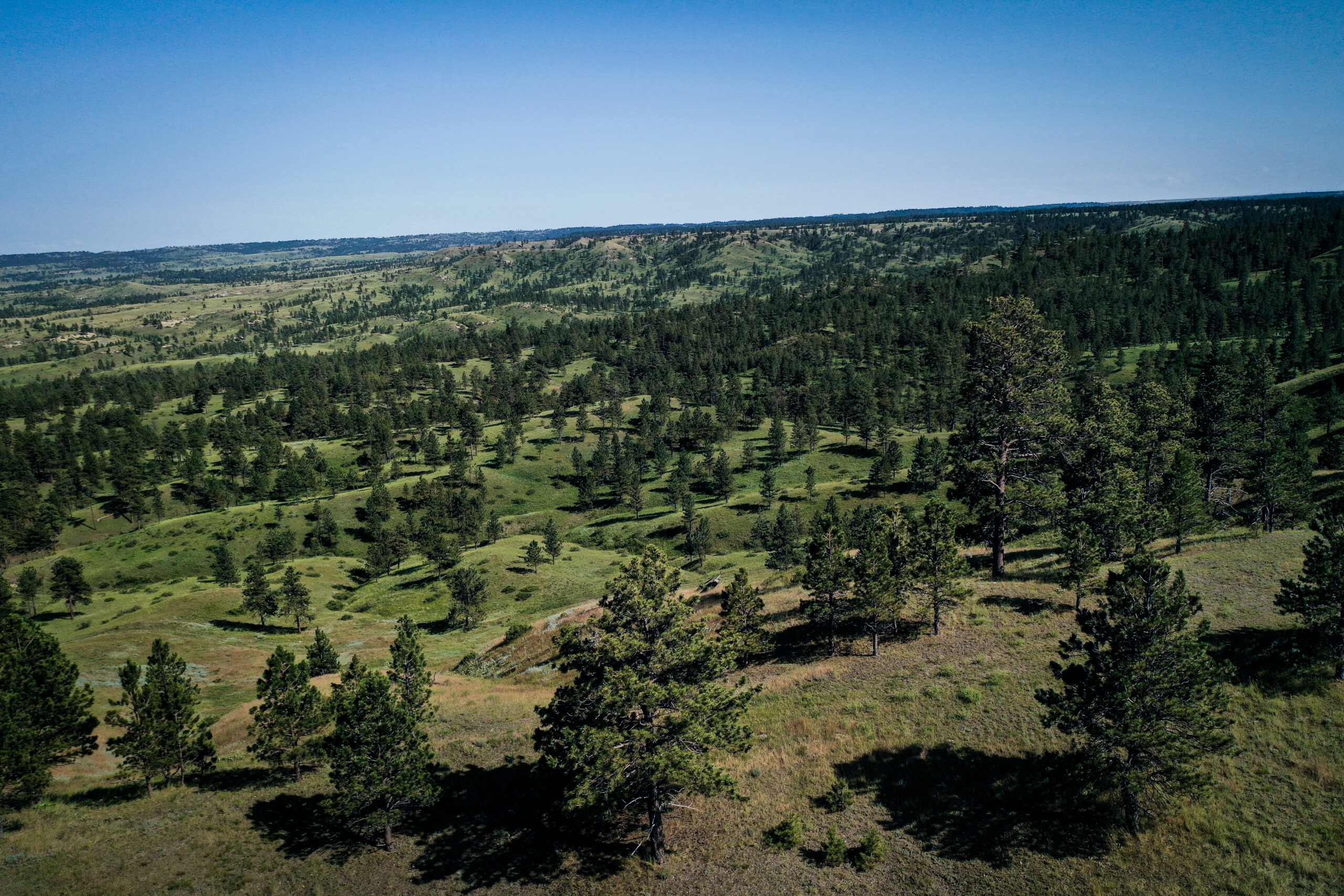 Pine Ridge Sanctuary-Premier Montana Hunting Land near Billings