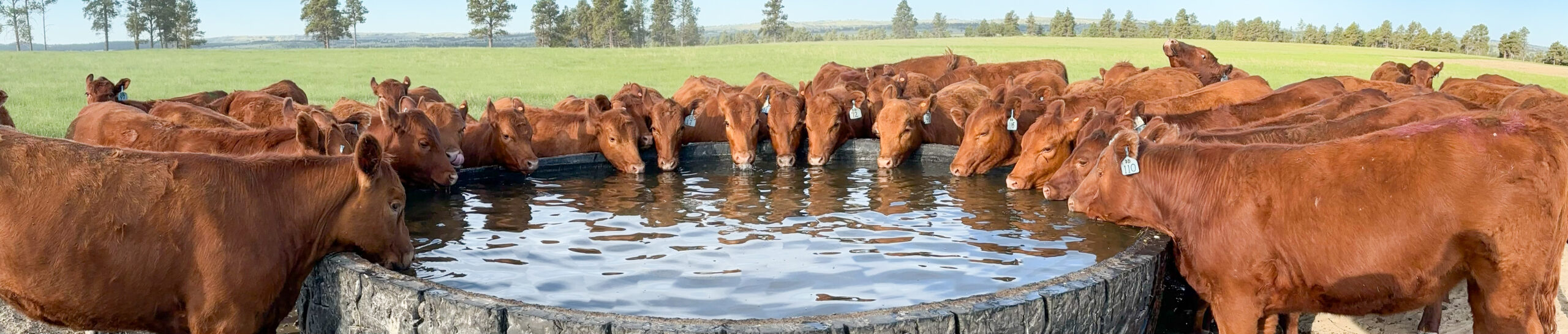 Windancer Ranch | | Custer, Montana