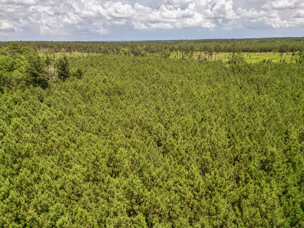 Land for Sale in Amite County, MS