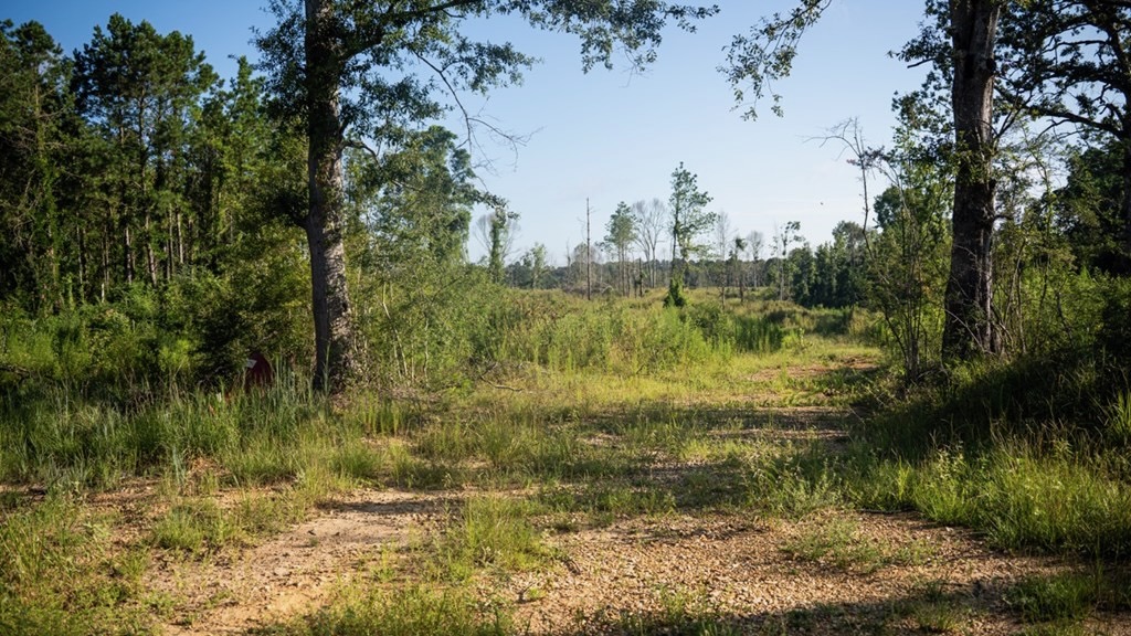 Gloster MS Hunting & Investment Land for Sale – 84 Acres