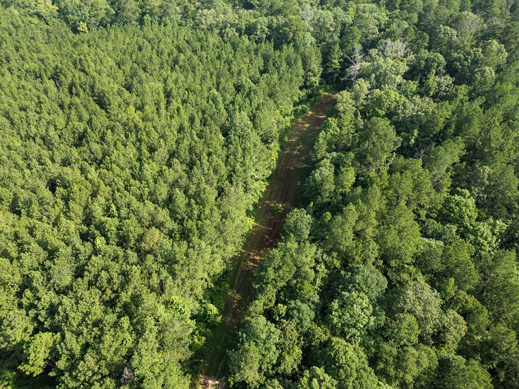 Hunting Land in Woodville, MS – 125 Acres for Sale