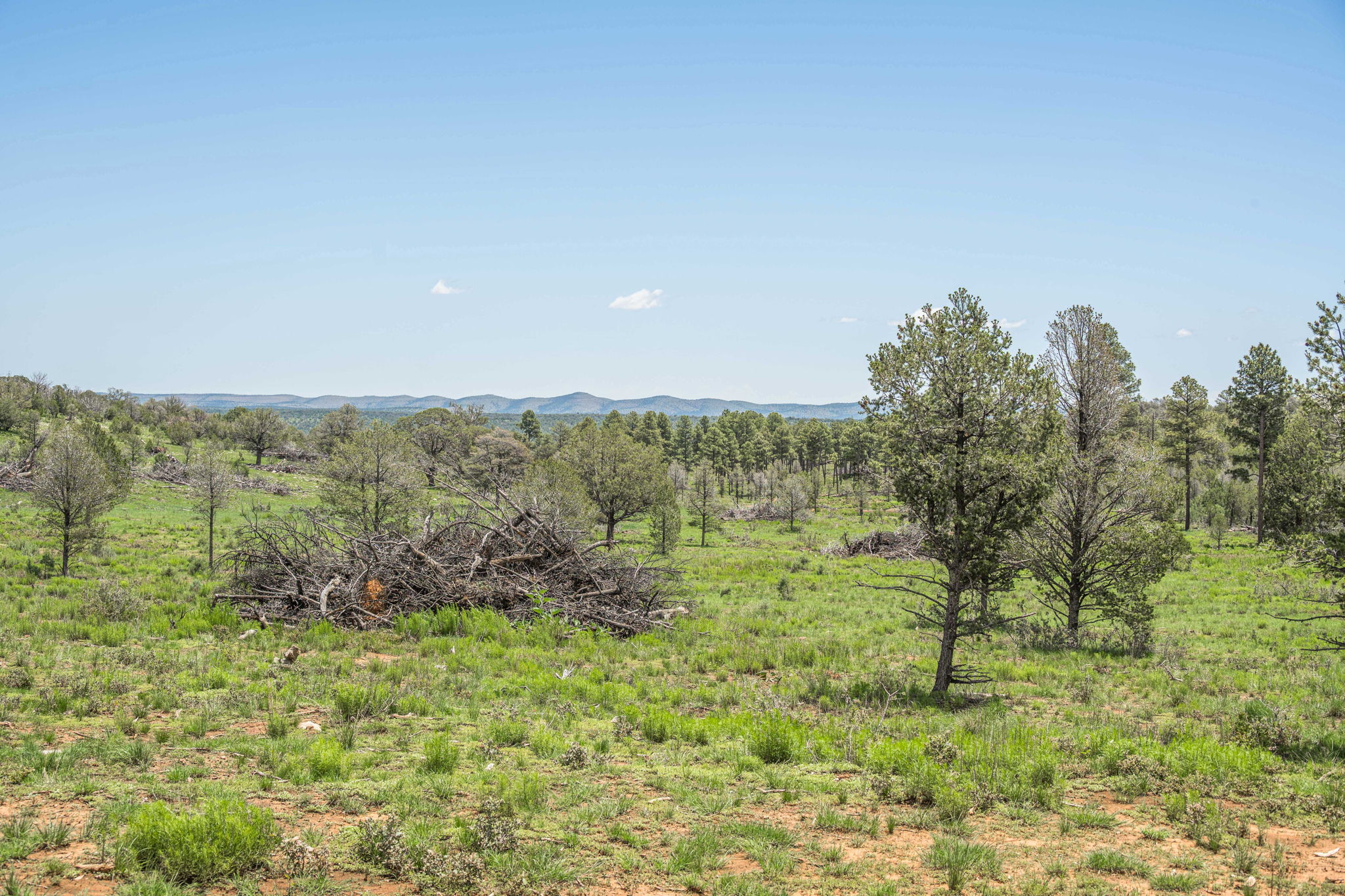 Cattle & Hunting Ranch for Sale in Weed, NM