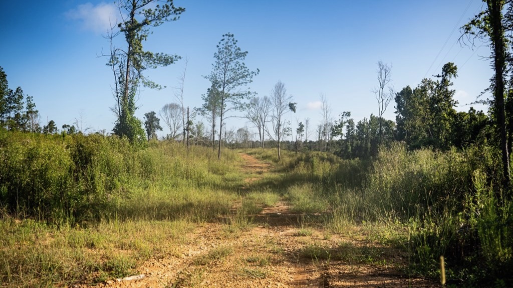 Gloster MS Hunting & Investment Land for Sale – 84 Acres