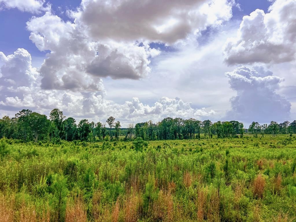 Land for Sale in Amite County, MS
