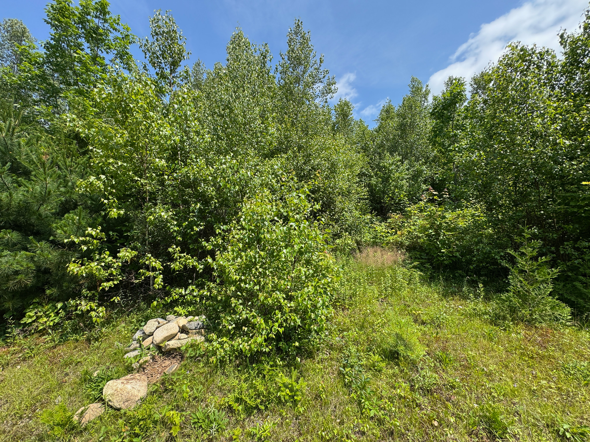 Maine Hunting and Recreational Timberland for Sale | 152± Acres in Carroll Plantation