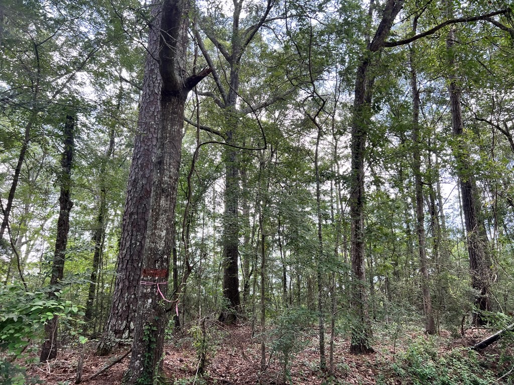 Land for Sale in Amite County, MS