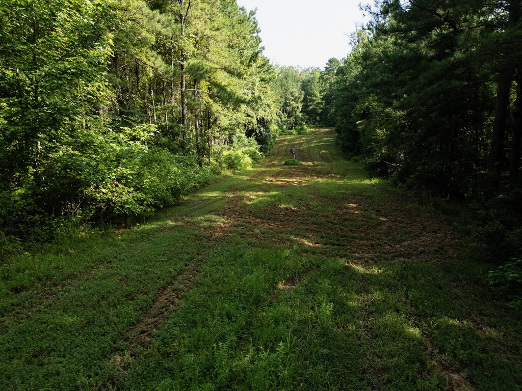 Hunting Land in Woodville, MS – 125 Acres for Sale