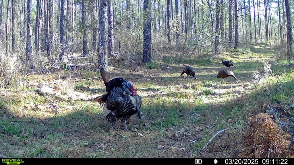 Amite County Hunting Land – The Winding 41