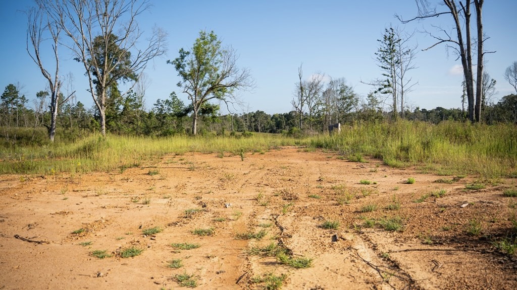 Gloster MS Hunting & Investment Land for Sale – 84 Acres
