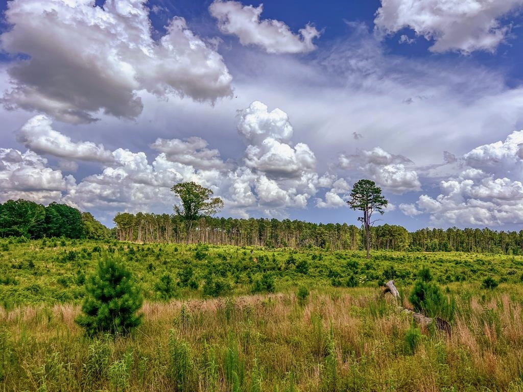 Land for Sale in Amite County, MS
